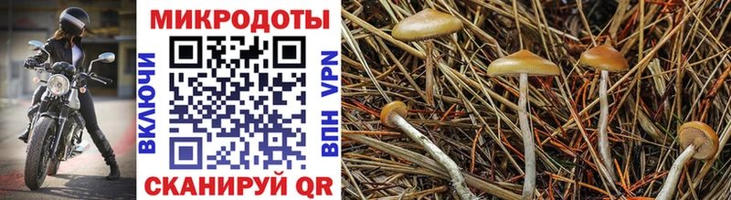 Псилоцибиновые грибы Psilocybe  наркотики  Вельск 